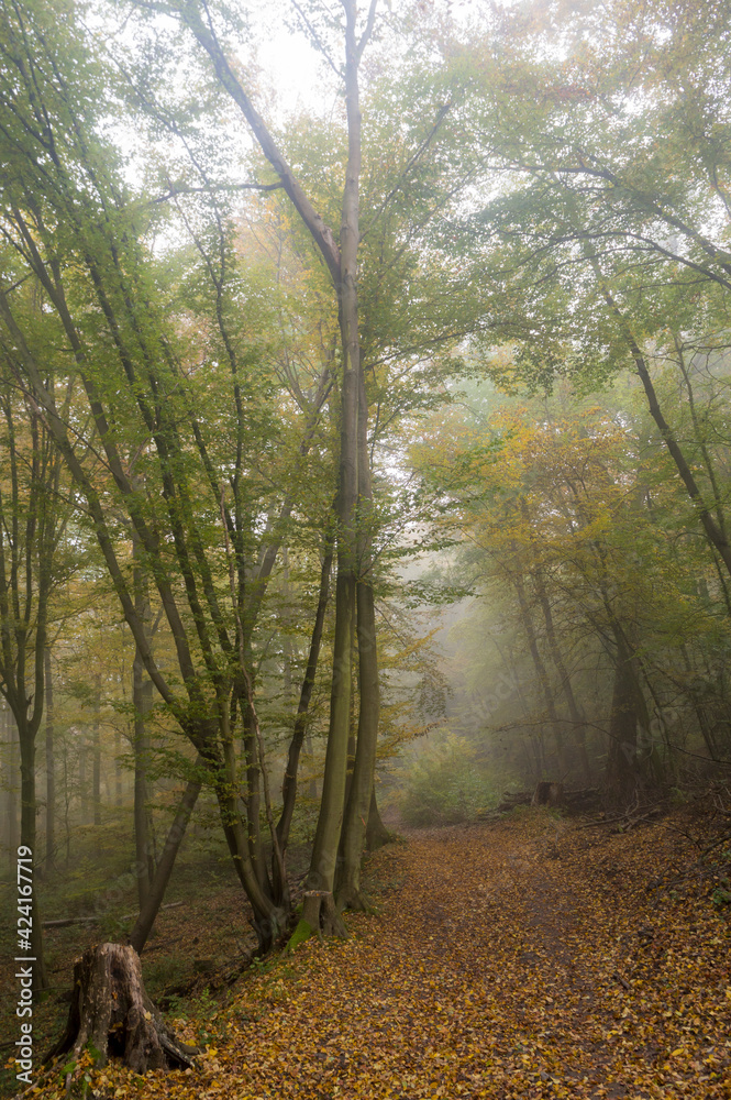 Fototapeta premium The Rheinsteig walking path near Koblenz on a misty morning
