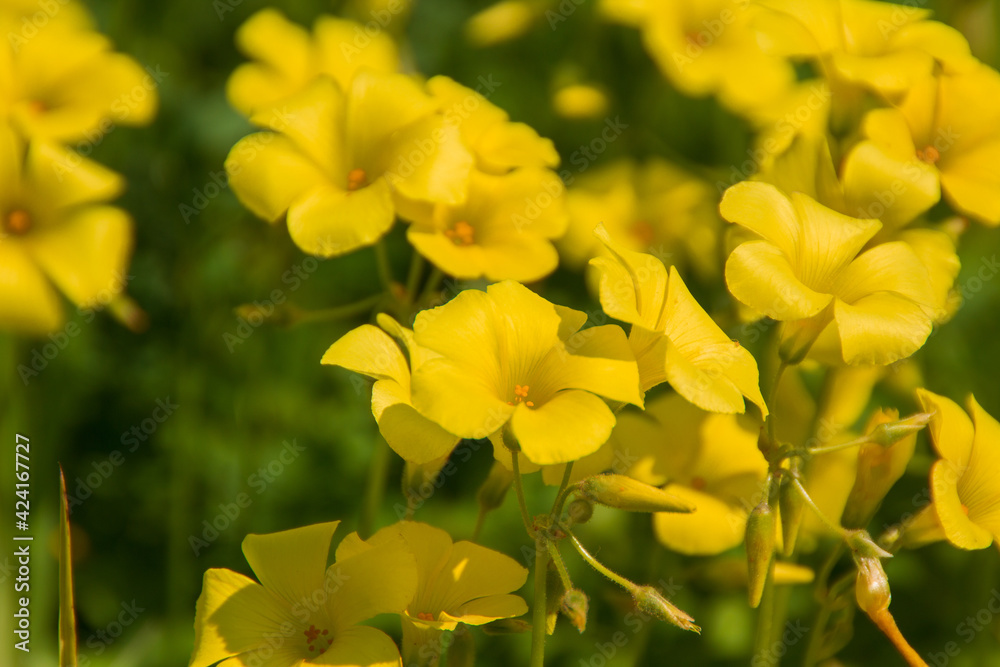 Yellow oxalis blooming in a garden