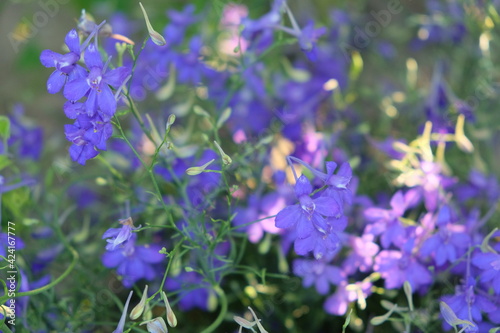 Forking Larkspur (Consolida Regalis). Small lilac wildflowers. Natural background.