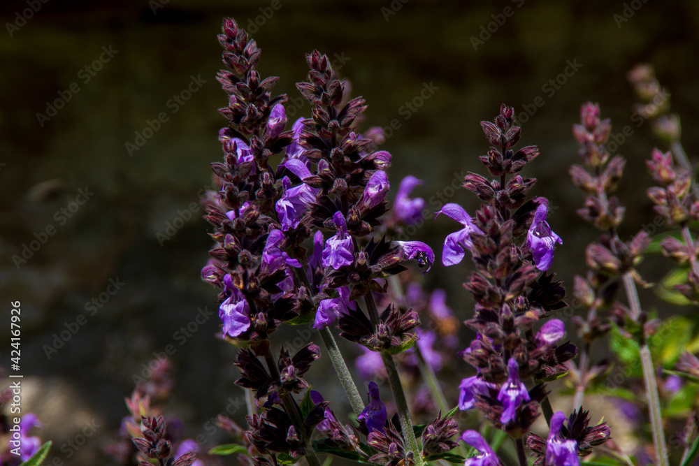 Fototapeta premium Lavender flowers blooming in spring