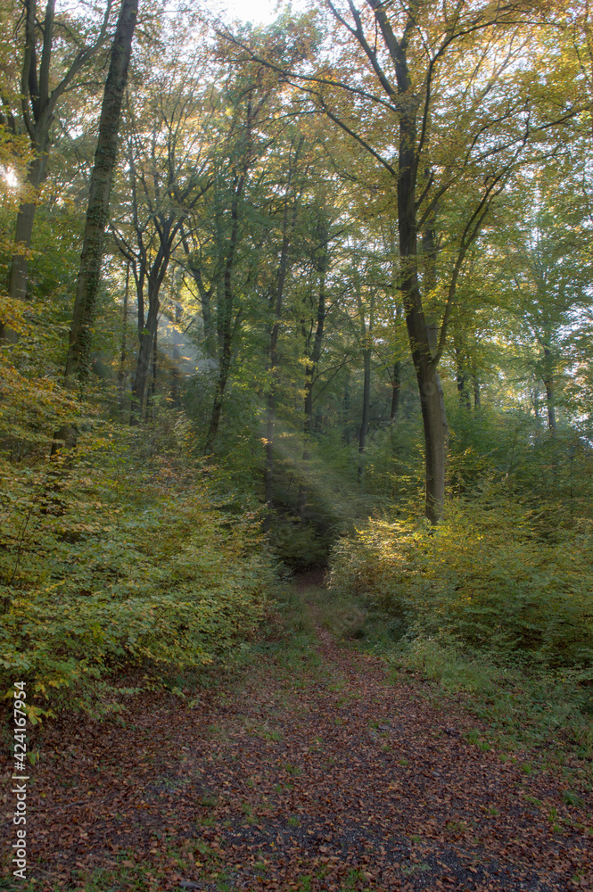 Fototapeta premium Sunbeams shining through the trees 