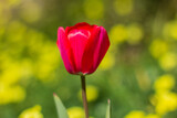 Isolated red tulip blooming  in spring