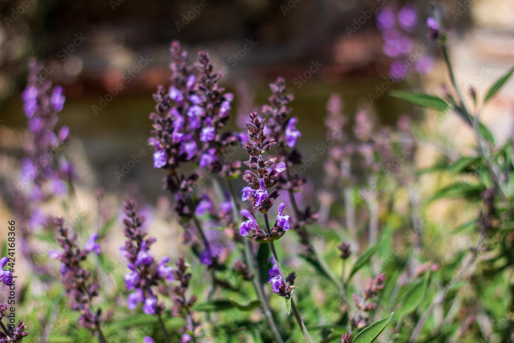 Naklejka premium Lavender flower blooming in spring