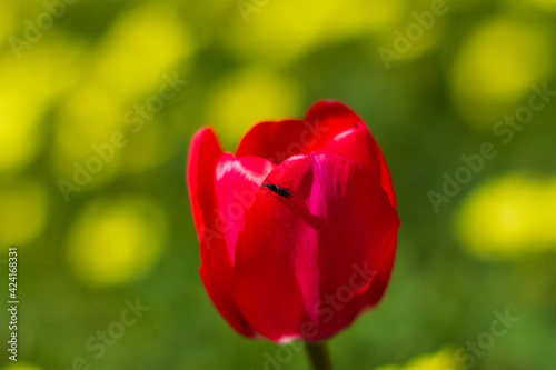 Little black beetle on red tulip in yellow garden