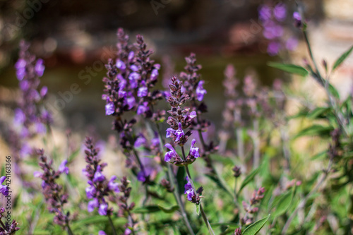 Lavender flower blooming in spring