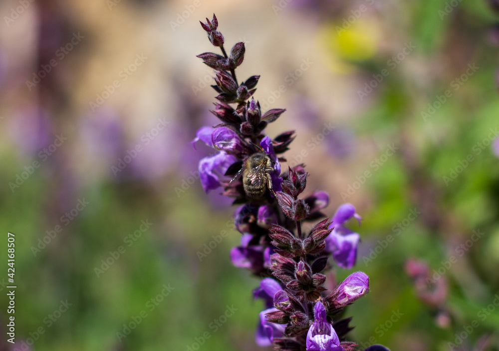 Drone bee pollinating lavender flowers Drone bee pollinating lavender flowers