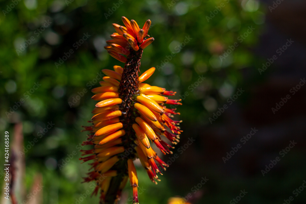 Aloe vera flower blooming in spring