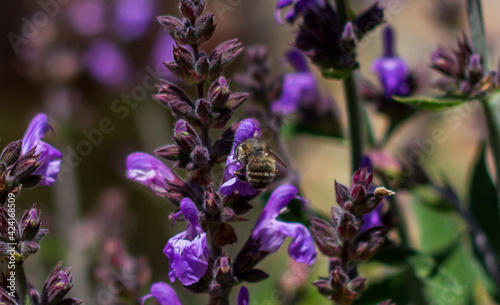Fototapeta Naklejka Na Ścianę i Meble -  Drone bee pollinating lavender flowers