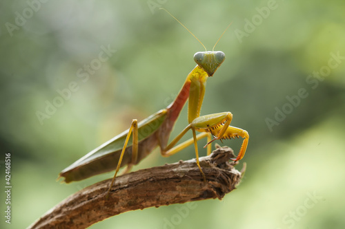 Hierodula venosa spesies mantis from Bornoe Forest photo