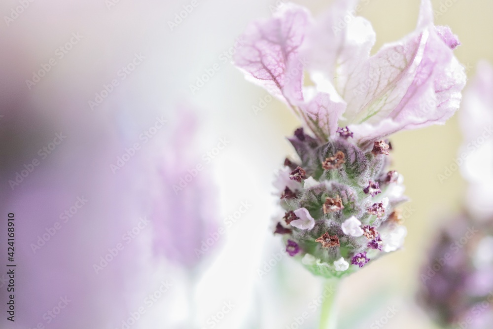 Obraz premium ラベンダー