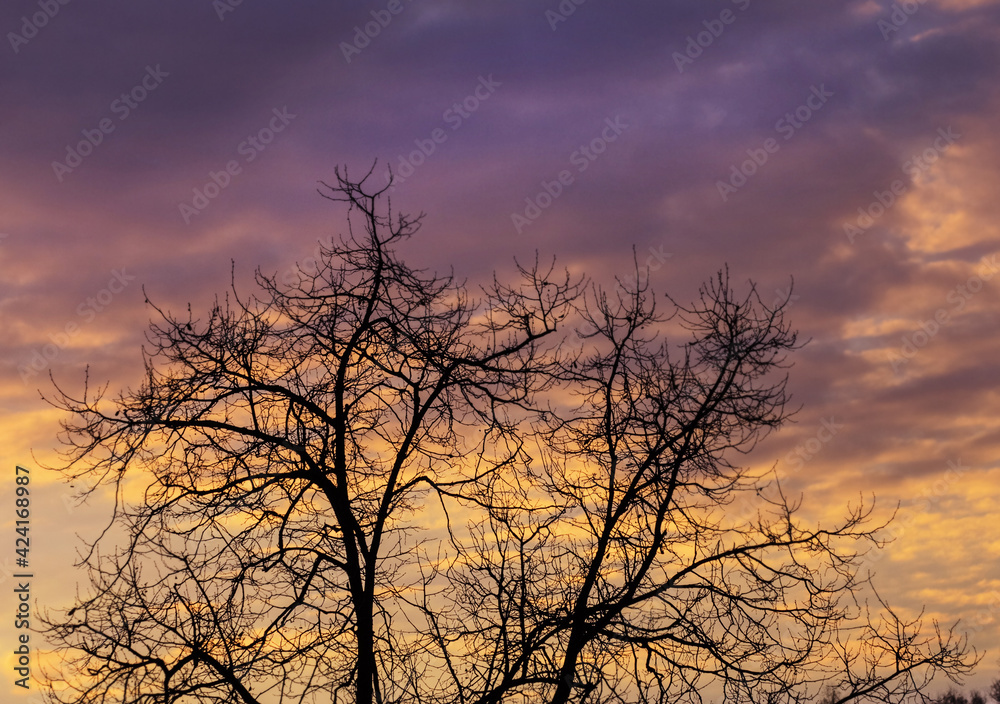 Silhouettes of tree branches against background of dawn sky Silhouettes of tree branches against background of dawn sky