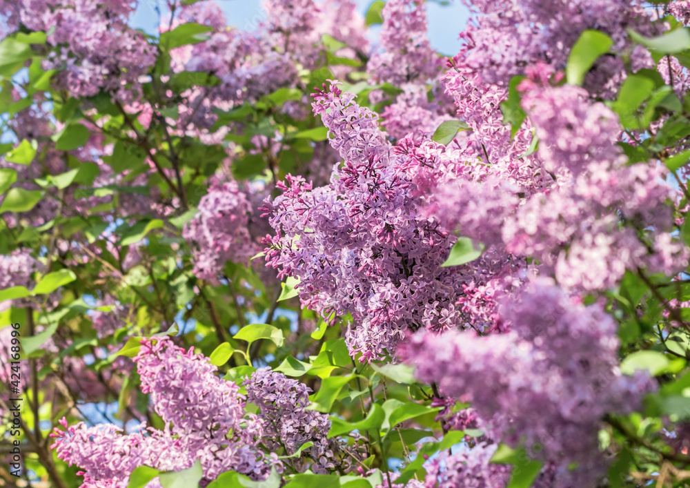 Obraz premium Blooming branches of fragrant purple lilac