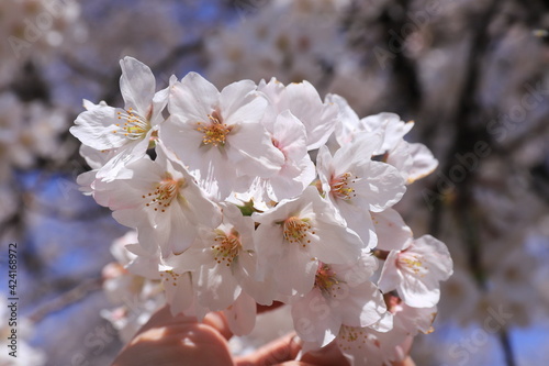 Cherry Blossoms © gudo