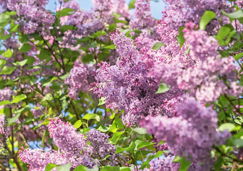 Blooming branches of fragrant purple lilac