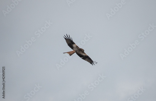 Flying Red Kite