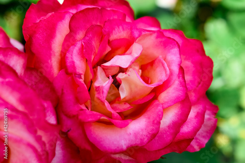 Head of bright magenta rose close-up. White-pink decorative flower. Floral natural background