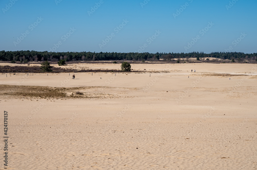 Walking trails in Dutch national park Loonse en Drunense duinen with yellow sandy dunes, pine tree forest and dried old desert plants