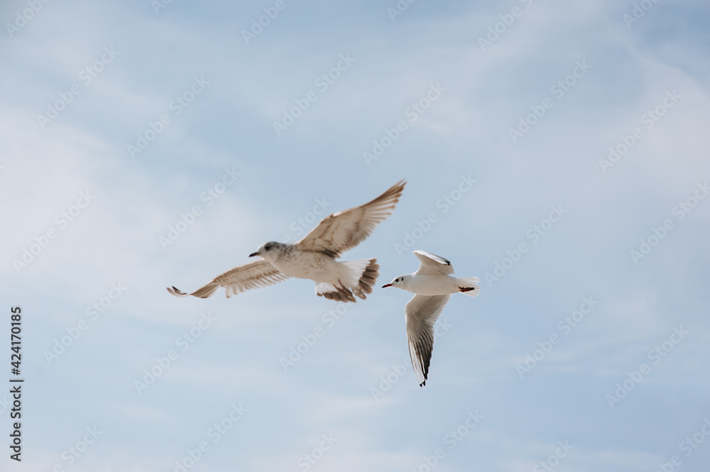 Two large, beautiful white sea gulls fly against the blue sky, soaring above the clouds and the ocean, the sea, spreading their long wings. Summer photography of birds Two large, beautiful white sea gulls fly against the blue sky, soaring above the clouds and the ocean, the sea, spreading their long wings. Summer photography of birds
