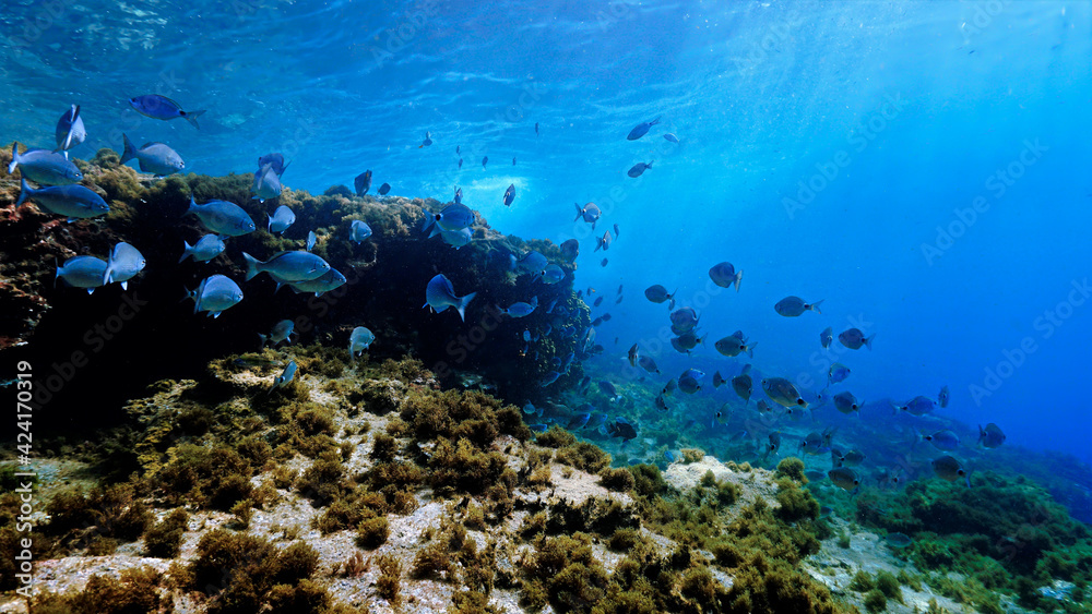 Fototapeta premium Underwater photo of beautiful landscape and scenery of sunlight and schools of fish.