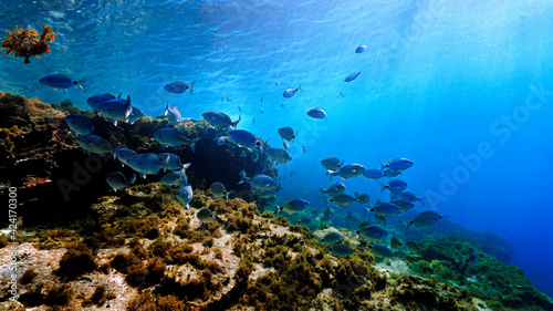Underwater photo of beautiful landscape and scenery of sunlight and schools of fish.