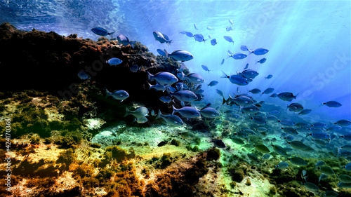 Fototapeta Naklejka Na Ścianę i Meble -  Underwater photo of beautiful landscape and scenery of sunlight and schools of fish.