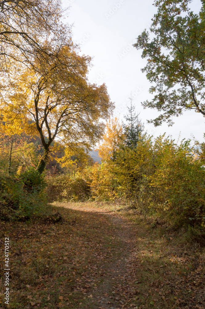 Naklejka premium The Rheinsteig walking path near Osterspai 