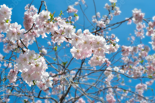 cherry blossoms in the springtime,selective focus, springtime and seasonal nature