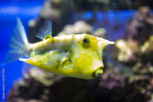 Cow fish in the aquarium