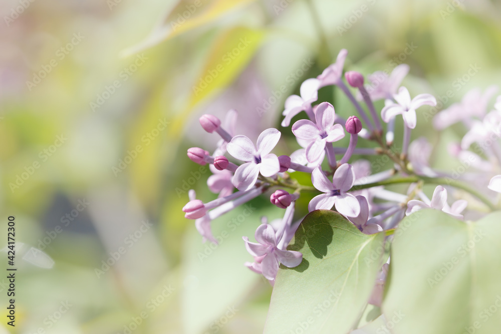 Fototapeta premium flowers on a branch