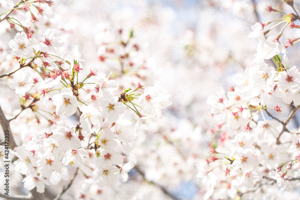 Close up Cherry blossom with blurry white  copy space background