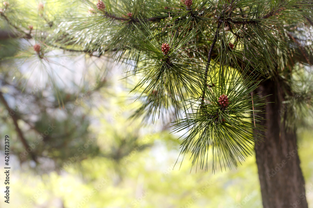 pine tree branches in a warming day pine tree branches in a warming day
