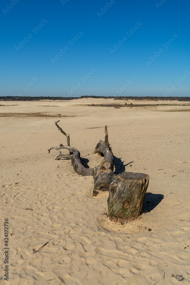 Walking trails in Dutch national park Loonse en Drunense duinen with yellow sandy dunes, pine tree forest and dried old desert plants