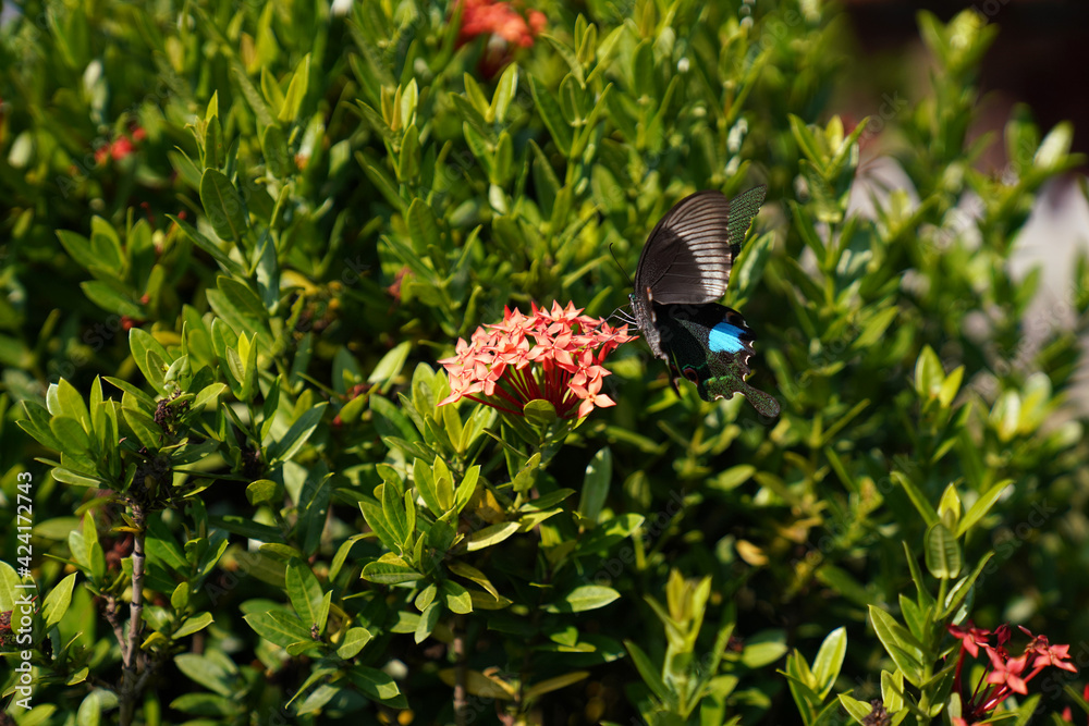 Fototapeta premium Papilio Helenus, the red Helen, is a large swallowtail butterfly