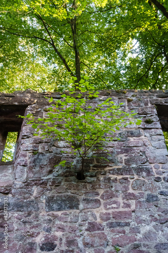 Fototapeta Naklejka Na Ścianę i Meble -  Kleiner Baum wäckst aus der Wand
