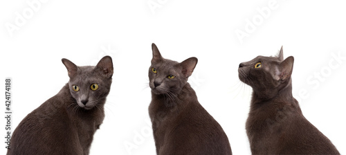 Obraz na plátně Headshot of Gray cat or Thai Korat cat isolated on white background