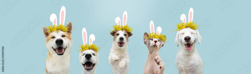 Banner happy easter pets cat and dog spring. Funny cat and dogs wearing  bunny ears and floral  on blue colored background. Stock  Photo | Adobe Stock