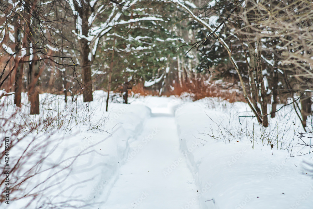 Snow-covered path for walking in the winter park. An empty pedestrian road surrounded by snow-covered trees. Snow-covered path for walking in the winter park. An empty pedestrian road surrounded by snow-covered trees.