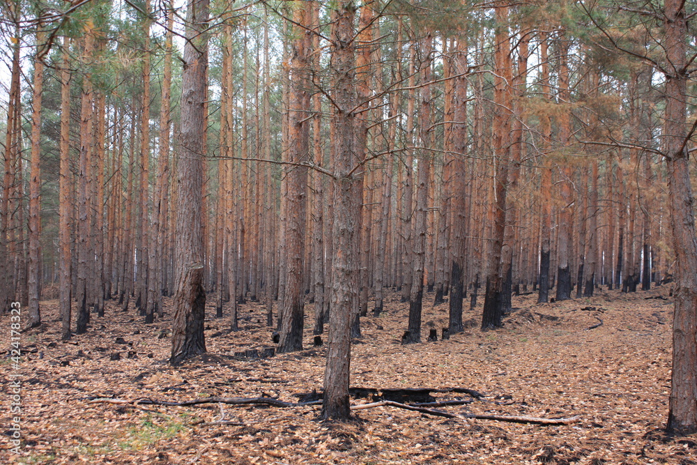 Bäume nach Waldbrand Bäume nach Waldbrand