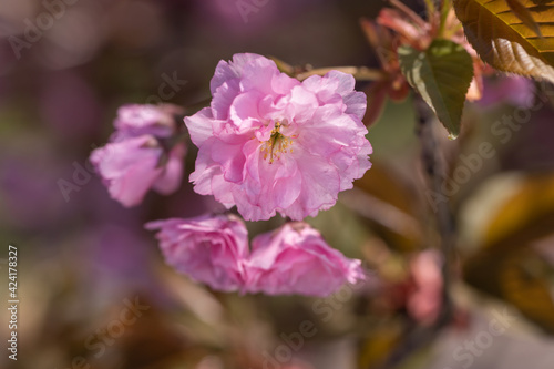 Spring tree with sakura pink flowers.