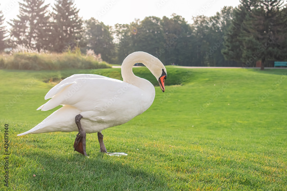 Wild swan walking on green grass Wild swan walking on green grass