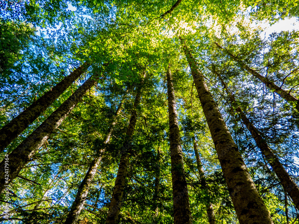 Fototapeta premium Los troncos, las ramas y las hojas de las hayas forman un dosel en el bosque del Parque Nacional de Ordesa, en los Pirineos españoles
