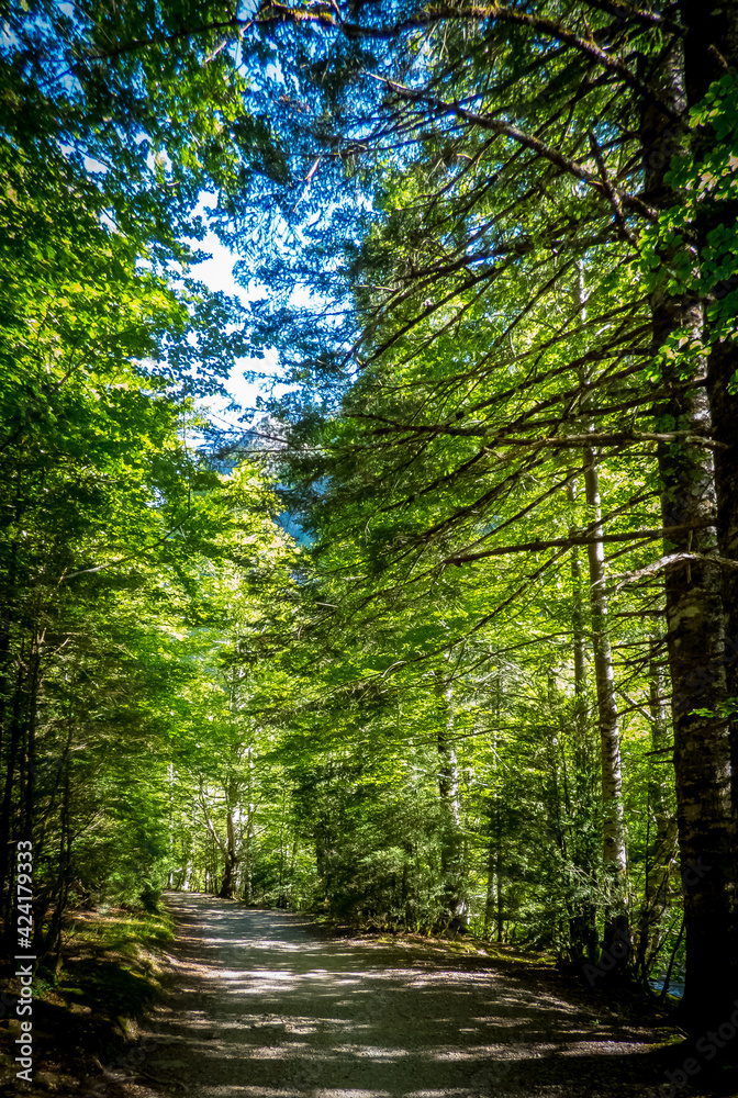 Fototapeta premium Un camino penetra en un bosque de hayas en el Parque Nacional de Ordesa y Monte Perdido, en el Pirineo español