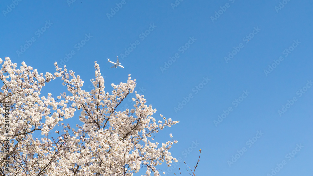 青空を飛ぶ飛行機と満開の桜 青空を飛ぶ飛行機と満開の桜