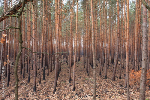 Fototapeta Naklejka Na Ścianę i Meble -  Bäume nach Waldbrand