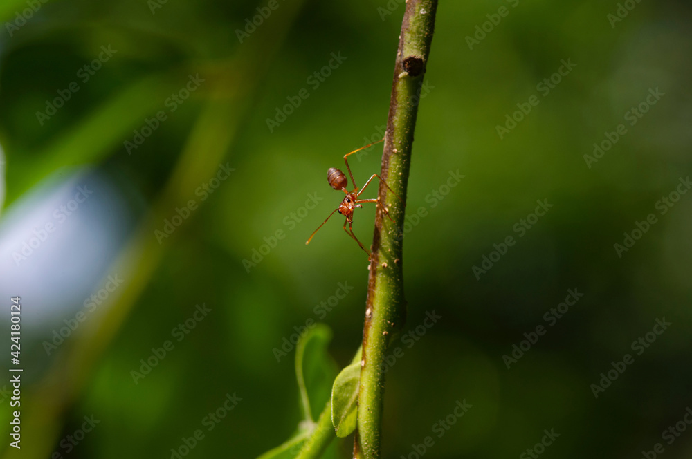 Close up of an ant on a cananga odorata flower stalk Close up of an ant on a cananga odorata flower stalk