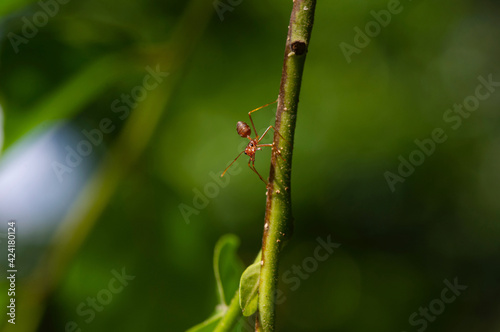 Close up of an ant on a cananga odorata flower stalk