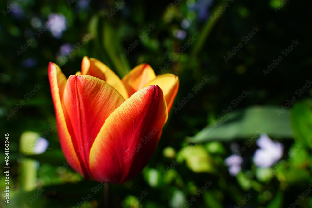 Tulip flower red and yellow in garden green background. Macro close up ...