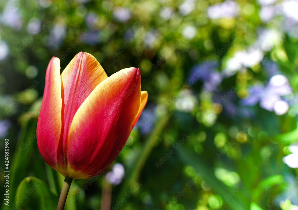 Tulip flower red and yellow in garden green background. Macro close up undocused effect. Details with pistil, stamen, filament, stigma and petals. Concept of beauty, spring, colorfull, romantic, love 