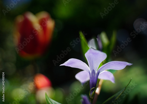 Periwinkle Vinca Minor, violet flower in green garden