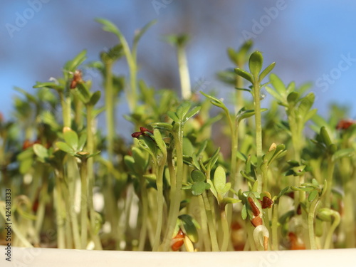 Lepidium sativum, home-prepared plant sprouts, Wegan diet microgreens
